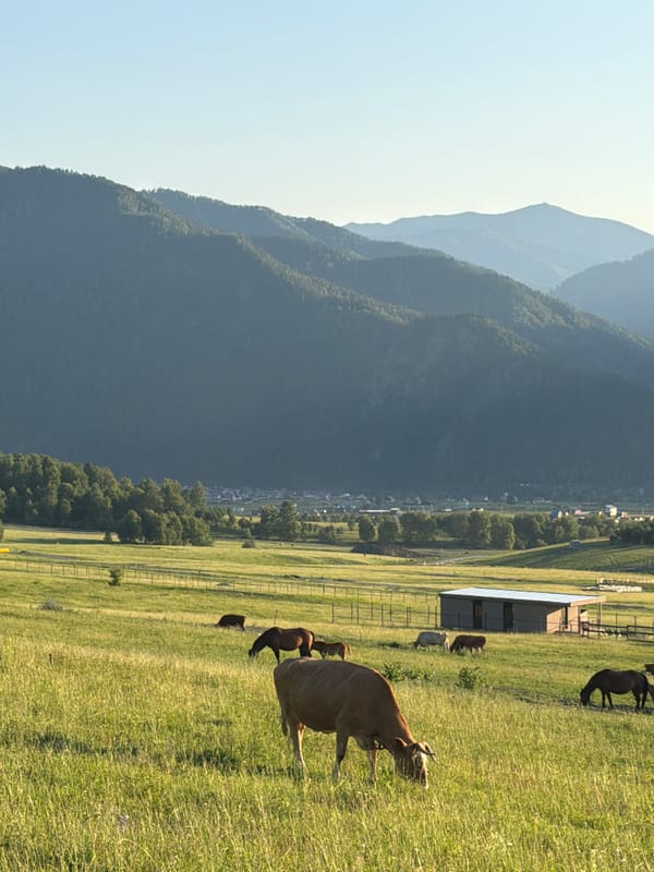 Livestock grazing in Altai pasture, mountains behind