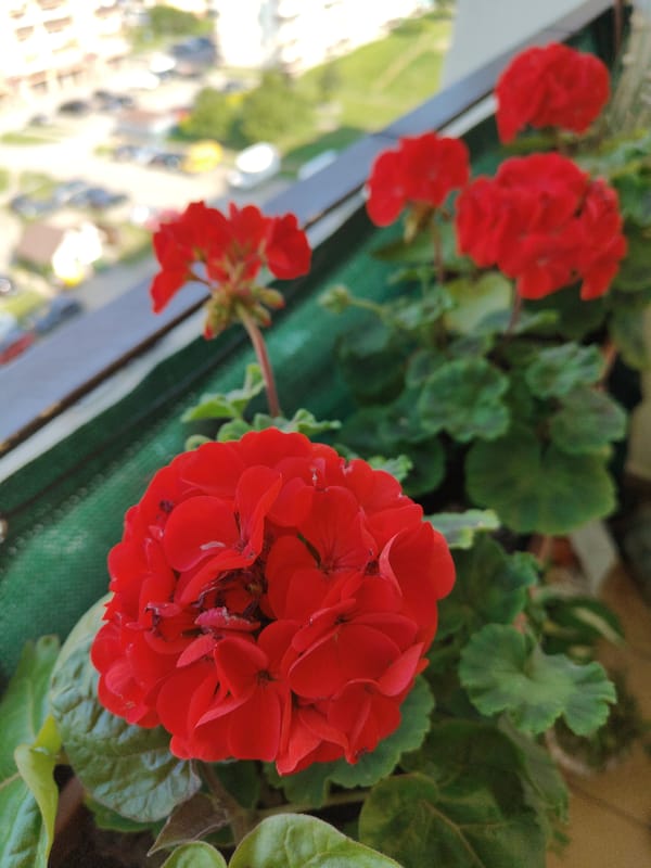 Flowers and rooftops on a summer morning in Rumia
