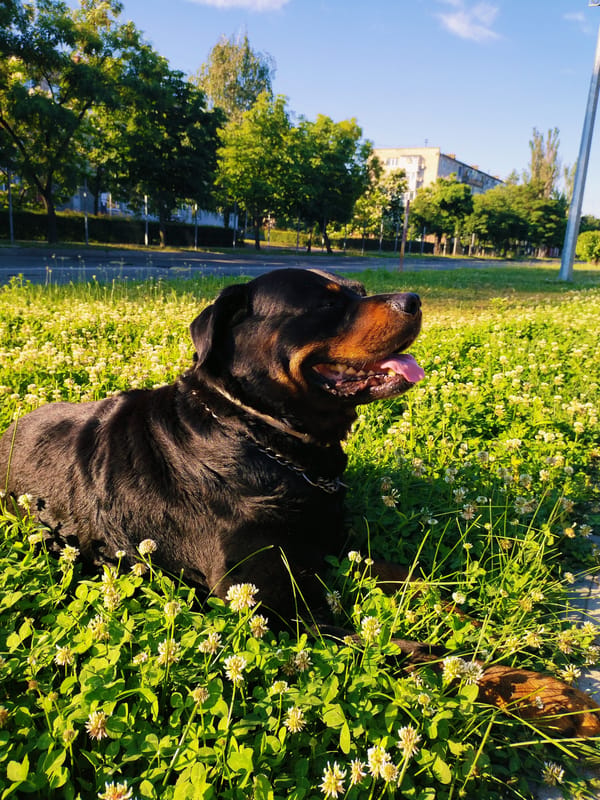 Rottweiler relaxes in a sunny Horishni Plavni park