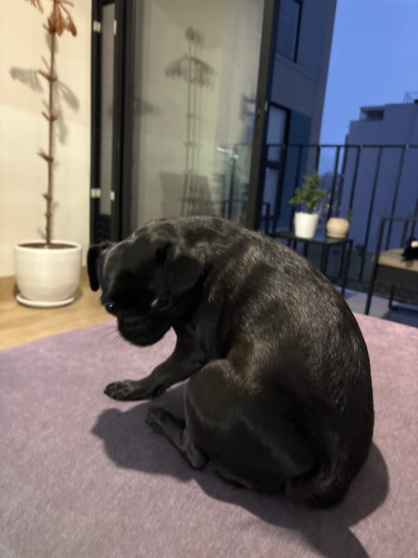 Black pug and cat hang out at a Miraflores home