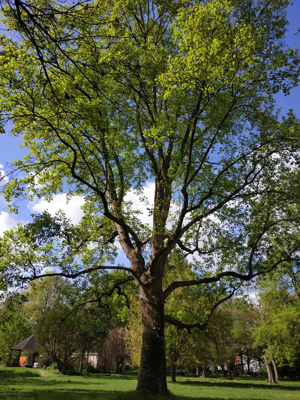Spring morning nature walk documented in Dortmund forests