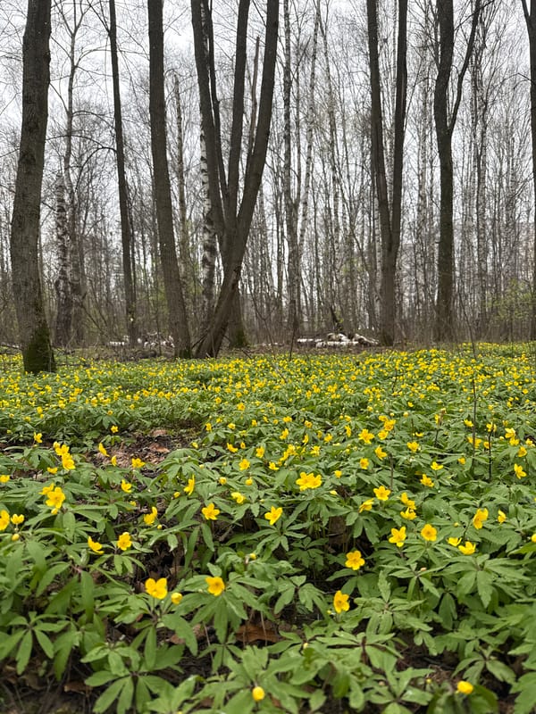 Woman photographs spring forest portrait session in Rusanovo