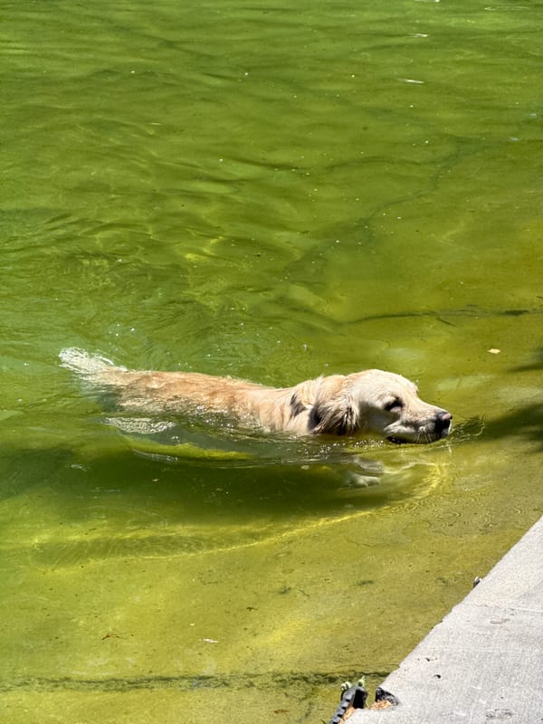 Golden retriever enjoys morning swim and walk in Yerevan park