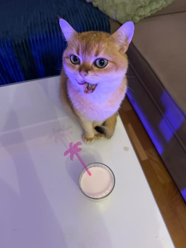 Golden cat drinks beverages while Montenegro resident cooks, takes selfie