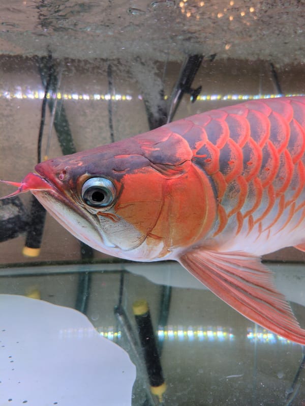 Red aquarium fish observed swimming in tank early morning