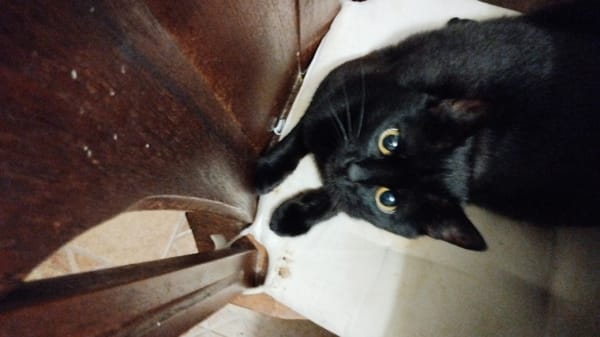 Black cat with yellow eyes chilling in a wooden box