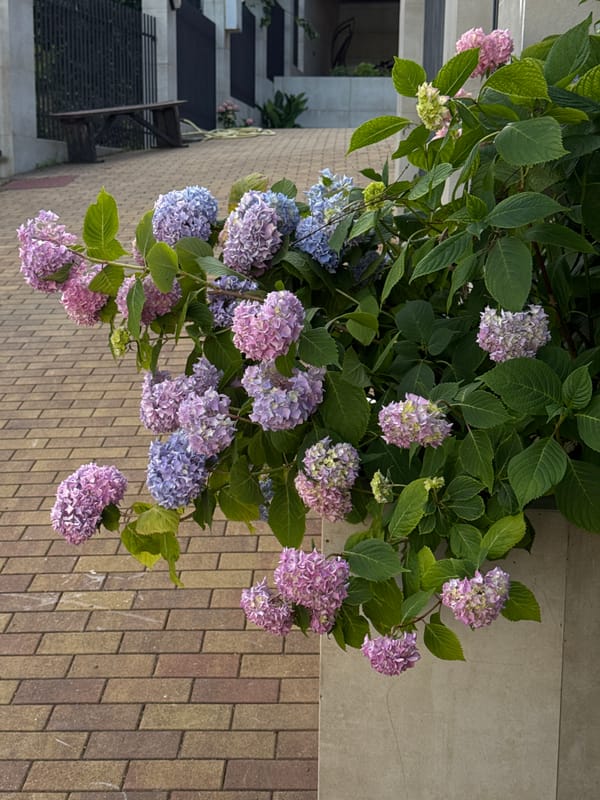 Afternoon at Sochi's Black Sea coast with flowers and fishing