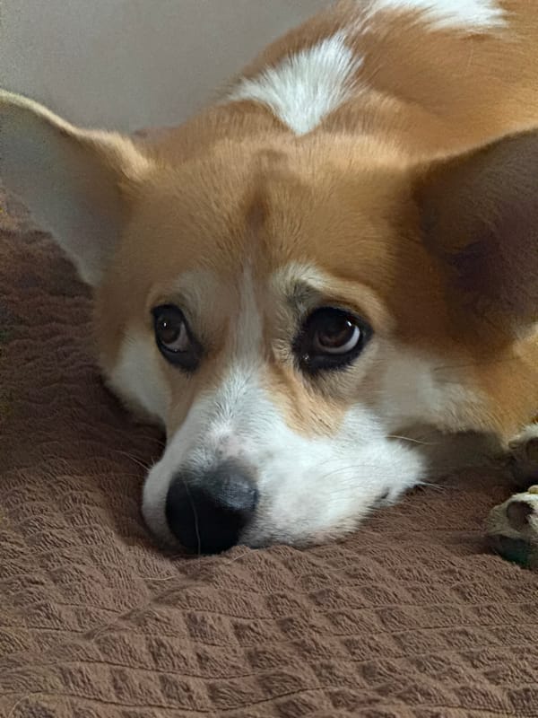 Corgi resting with owner captured in morning videos