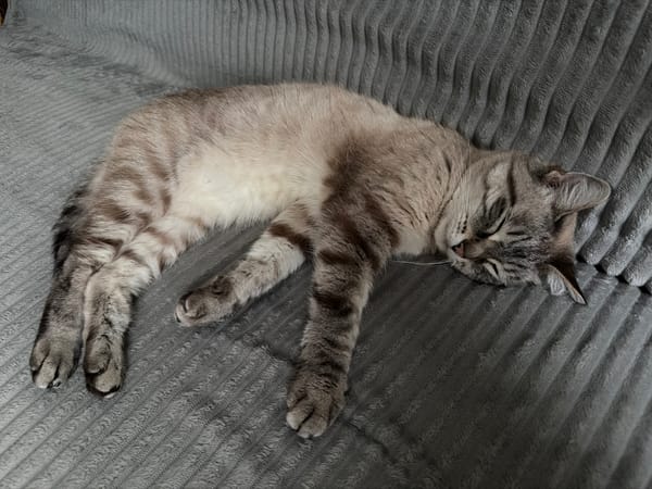 Mystery Pringles and a sleeping cat in Novouralsk