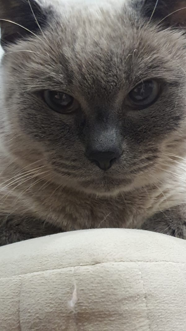 Siamese-mix cat lounging and roaming around a Krasnoyarsk apartment