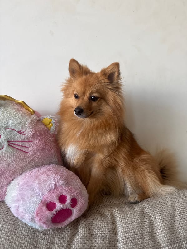 Dog rests on sofa with toy in Sofia