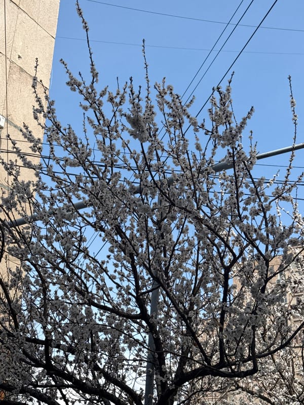 Spring scenes captured in Yerevan: blooming trees, caged rabbits