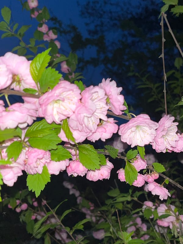 Evening stroll through blooming Saint Petersburg park captured