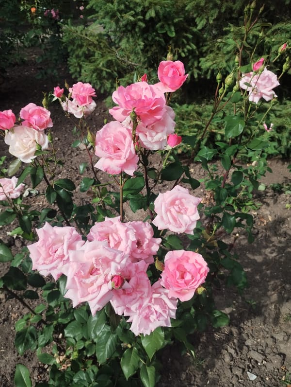 Afternoon stroll through a blooming garden in Sumy, Ukraine