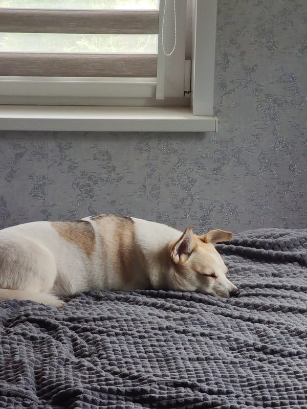 White and tan dog observed in multiple indoor locations