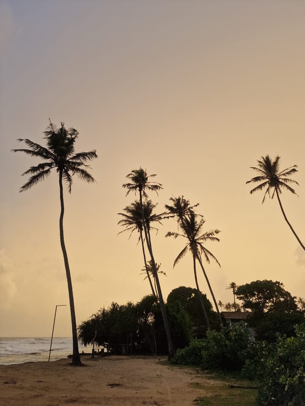 Coastal scenes and livestock captured in Midigama, Sri Lanka