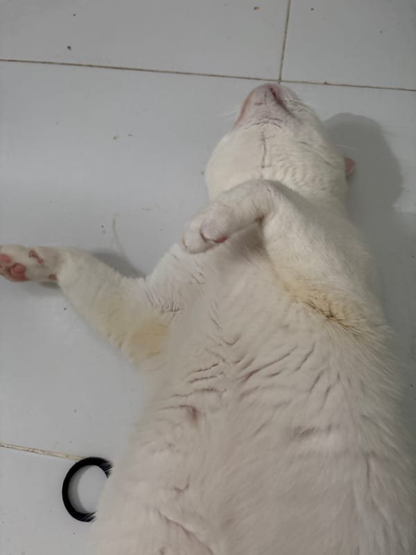 White cat naps on tiles in North Jakarta