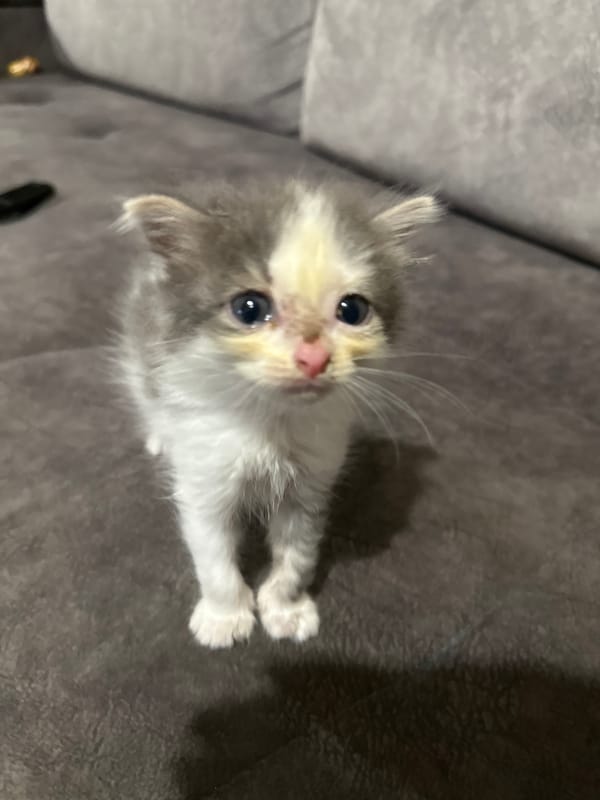 Fluffy kitten on a sofa, staring straight into the lens.