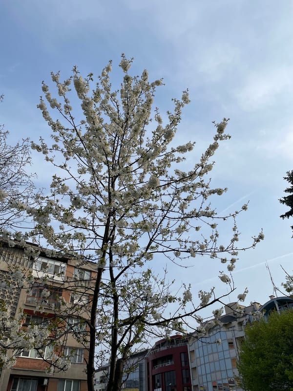 Spring blossoms observed in Pazardzhik, Bulgaria