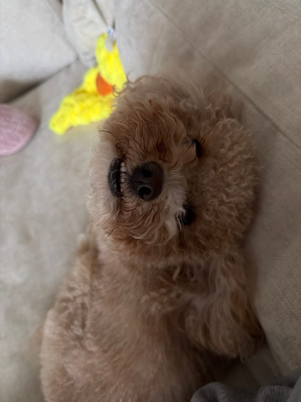 Poodle plays with duck toy, then naps on Boca Raton couch