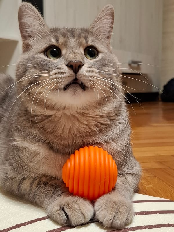 Grey tabby cat plays indoors in Novi Sad Serbia