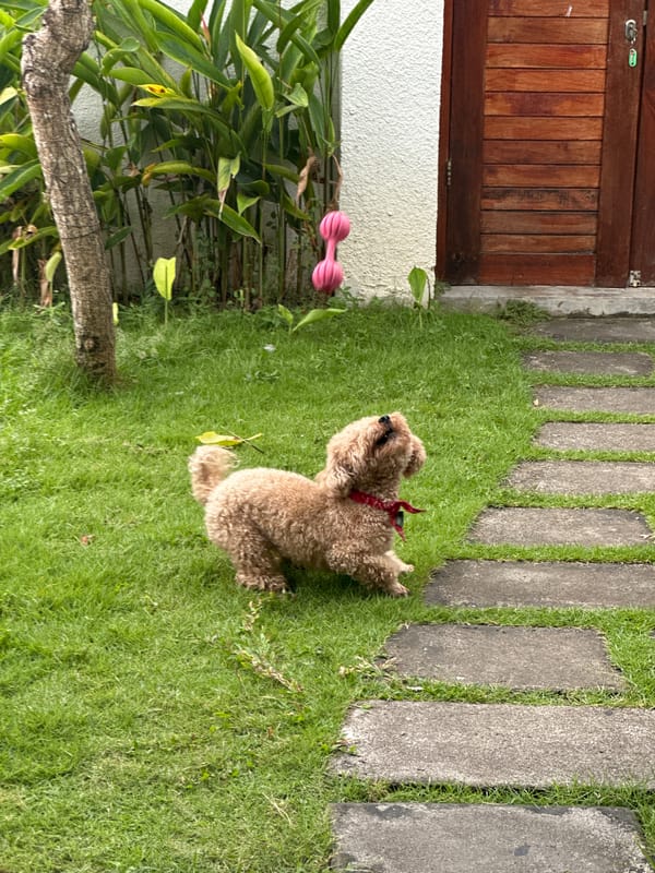 Poodle plays with pink toy indoors in Dalung