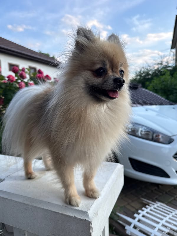 Pomeranian and kittens explore Ukrainian village gardens and homes
