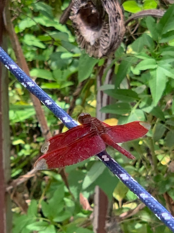 Red dragonfly spotted on clothesline in Thai village