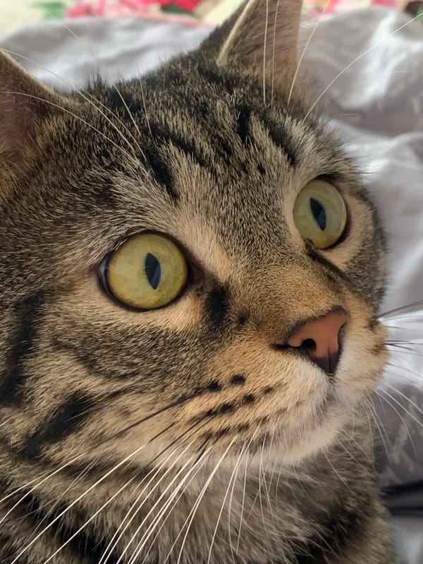 Tabby cat photographed in domestic activities across Stavropol residence