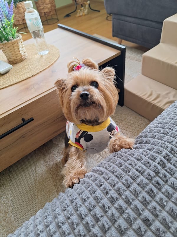Yorkshire Terrier in Mickey Mouse outfit photographed in Bulgarian home