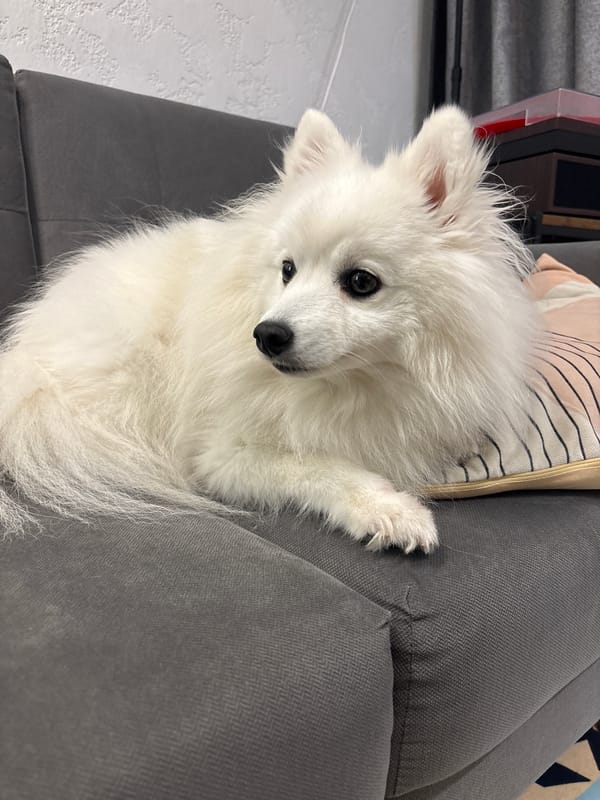 White Pomeranian relaxing on a gray couch in Kazan