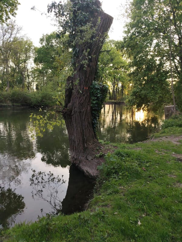 Peaceful riverside moments captured along Strasbourg's Ill River