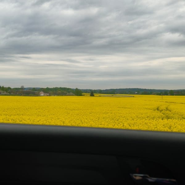 Rapeseed fields bloom across Belarus countryside, witnessed from vehicle