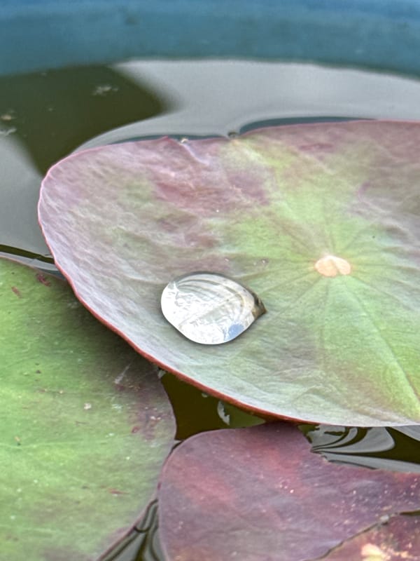 Water droplet spotted on lily pads in Pokhara