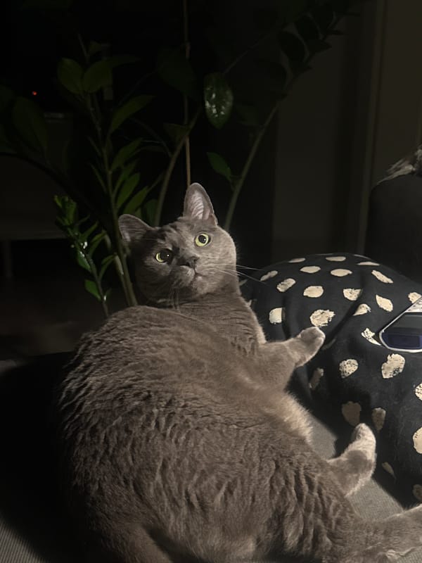 Sofia resident documents quiet evening with cat and selfies