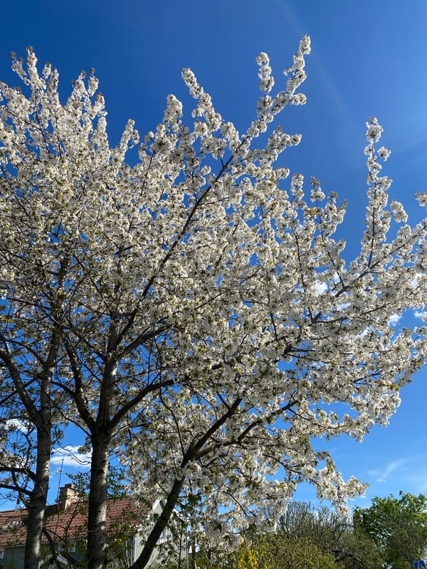 Spring day scenes documented across Uppsala, Sweden