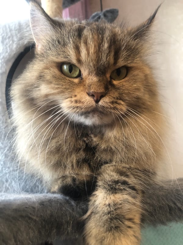 Fluffy tabby cat poses in a grey cat tree