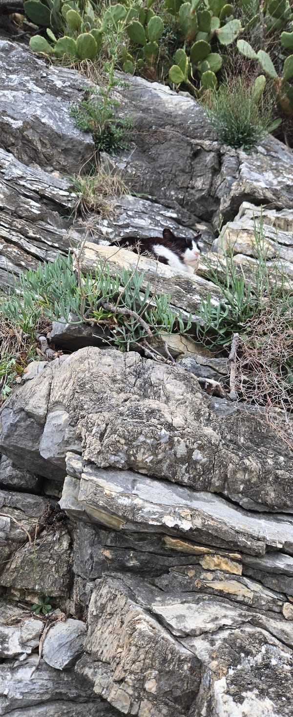 Calico cat spotted multiple times in Budva, Montenegro