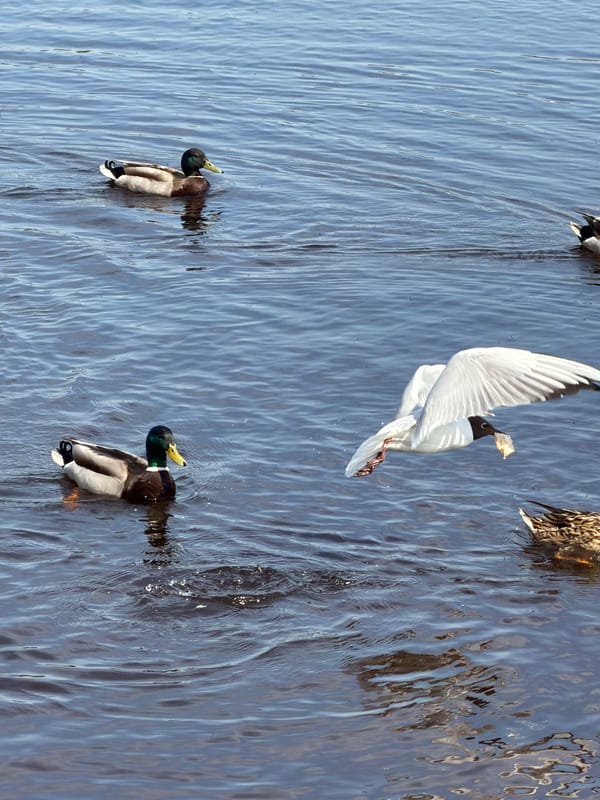 Spring morning scenes captured across Tokkari, Russia communities