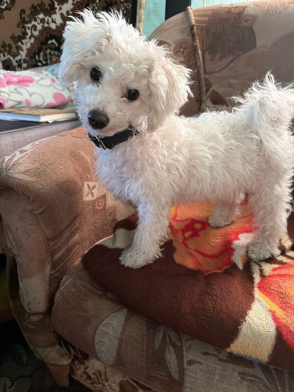 White dog rests on furniture in Meget, Russia