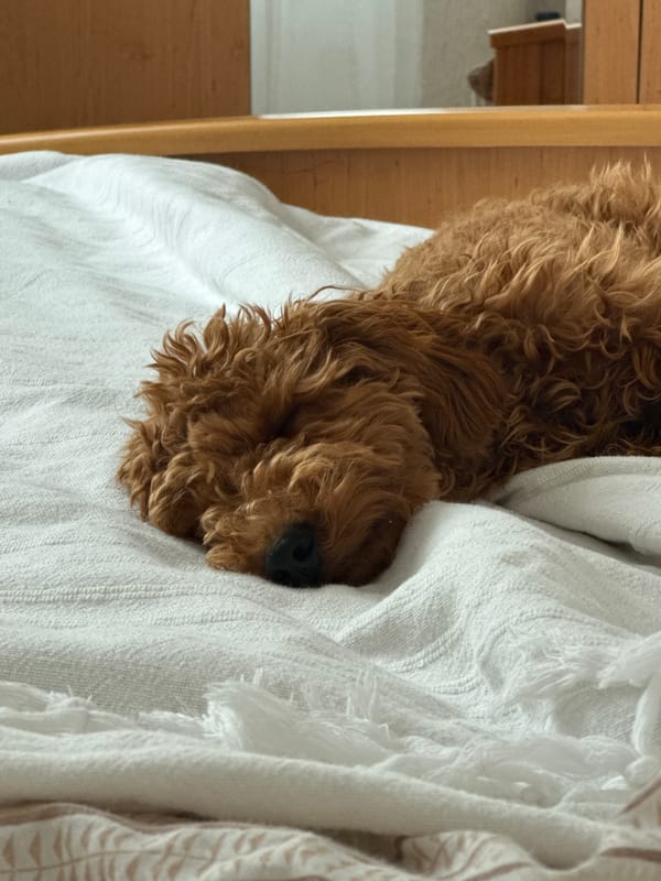 Dog rests on blanket in Sutomore, Montenegro