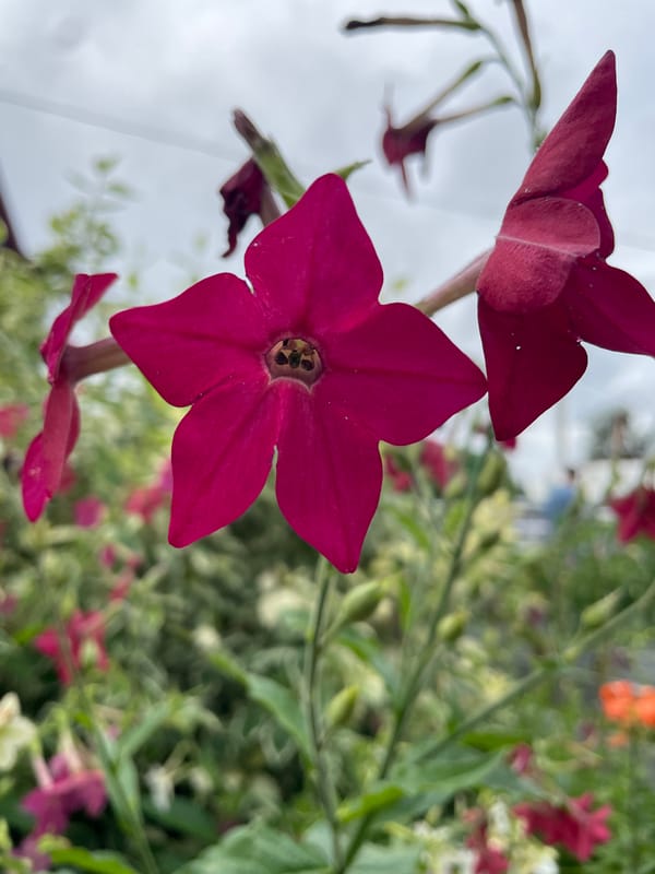 Macro shots of summer blooms in a Surgut garden