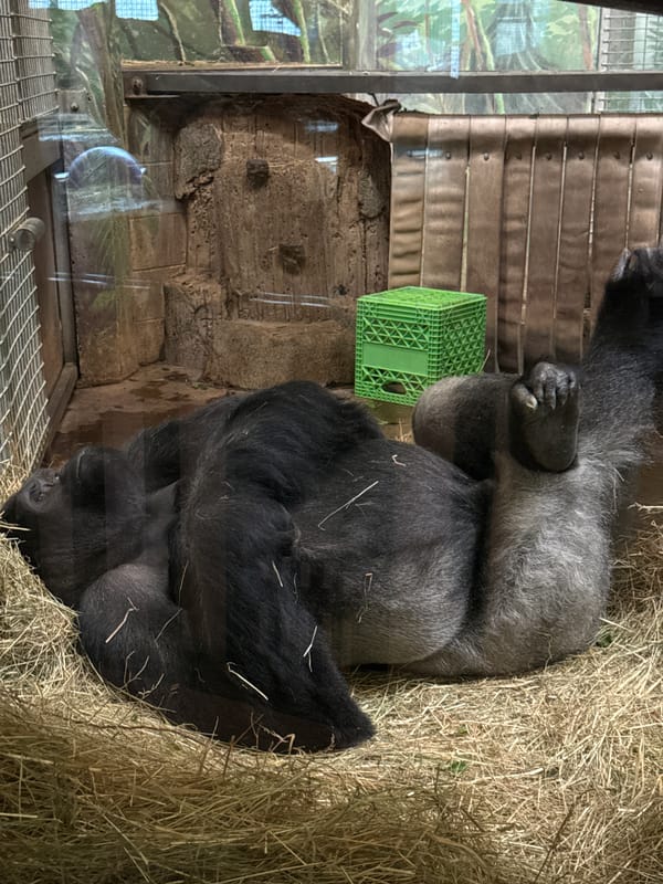 Primates rest at Columbus Zoo during evening hours