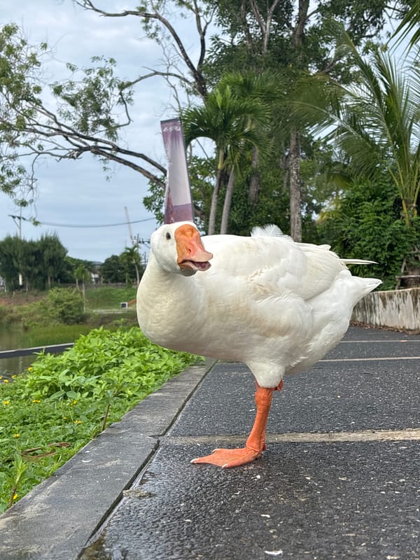 White geese gather at lakeside walkway in Choeng Thale