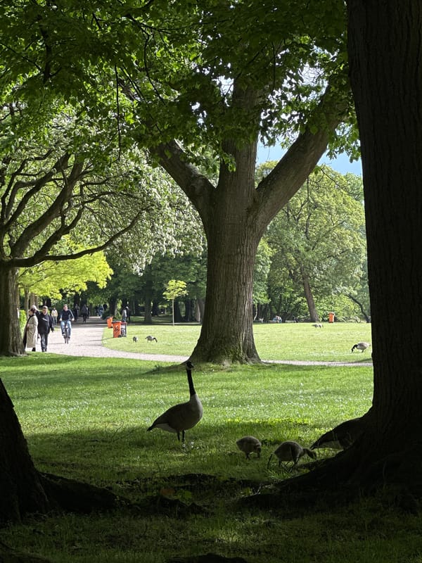 Families enjoy spring afternoon at Kiel park with geese, flowers