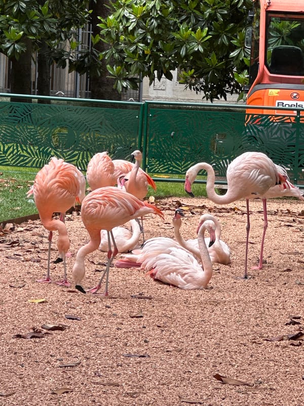 Flamingos gather on gravel path in Milan park