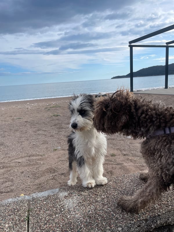 Two dogs spotted on beach in Boreti, Montenegro