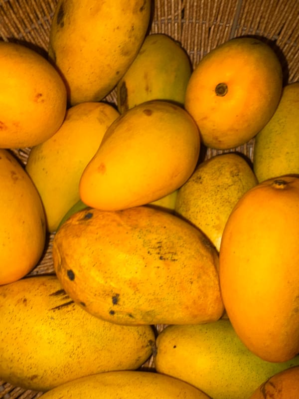 Flower photography session documented in Puebla, Mexico