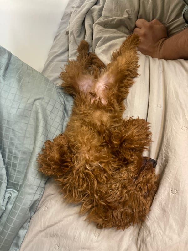 Dog sleeps peacefully on bed in Sofia home