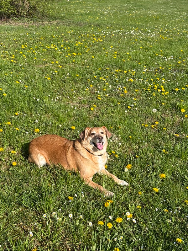 Woman and dog enjoy sunny morning in Zagreb park